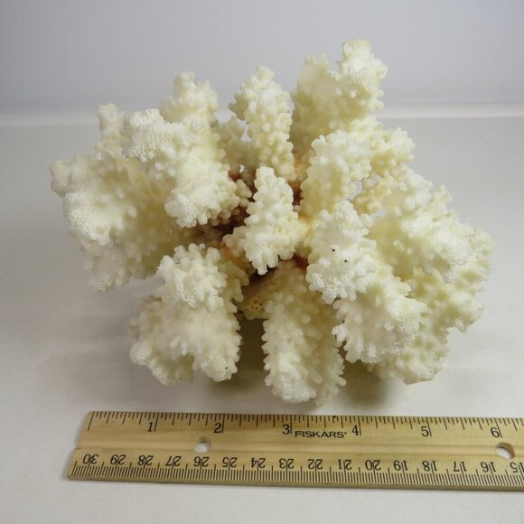Real Coral white with orangy brown center 5.5" tall over 1lb - Picture 1 of 8